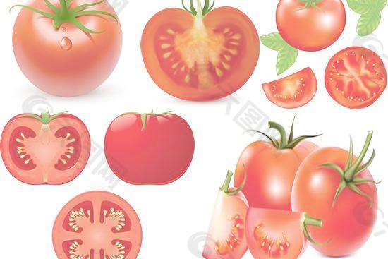 高清番茄西红柿矢量素材