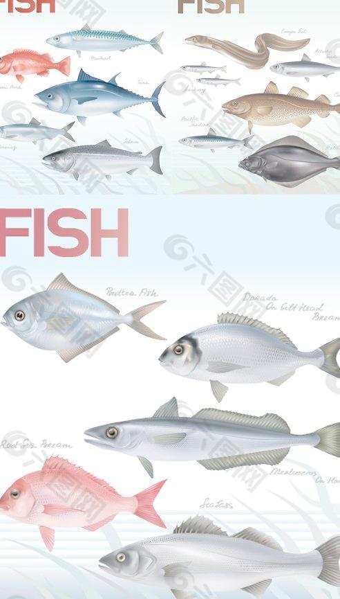多种海洋鱼类矢量素材