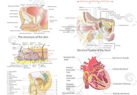 人体器官结构剖析图矢量素材
