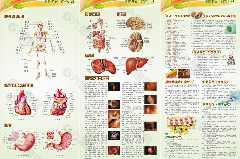 人体器官及食品药品安全图片