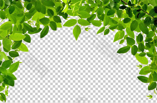 PSD绿色叶子透明PSD素材