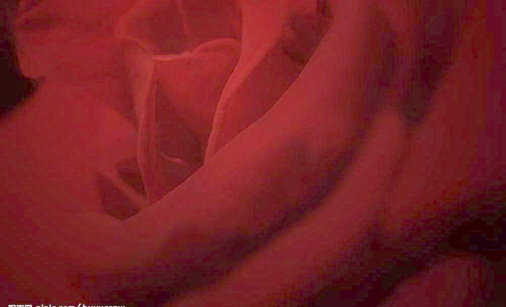 玫瑰背影图片