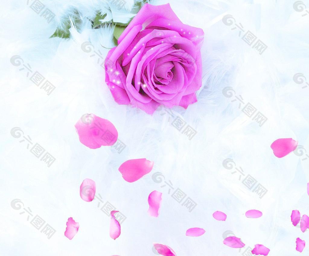 玫瑰花图片设计元素素材免费下载 图片编号 六图网