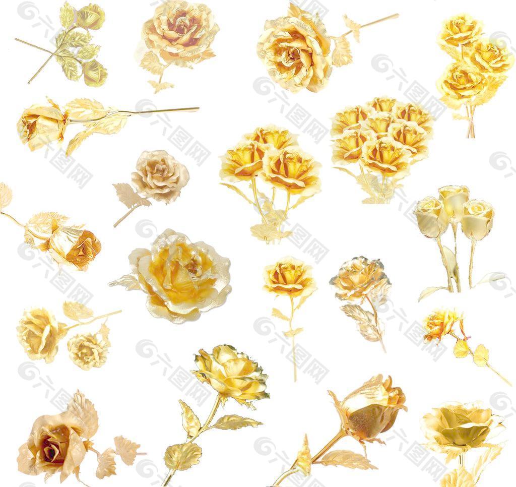 黄金玫瑰图片
