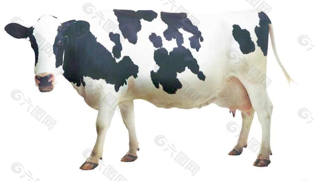 蒙牛奶牛图片