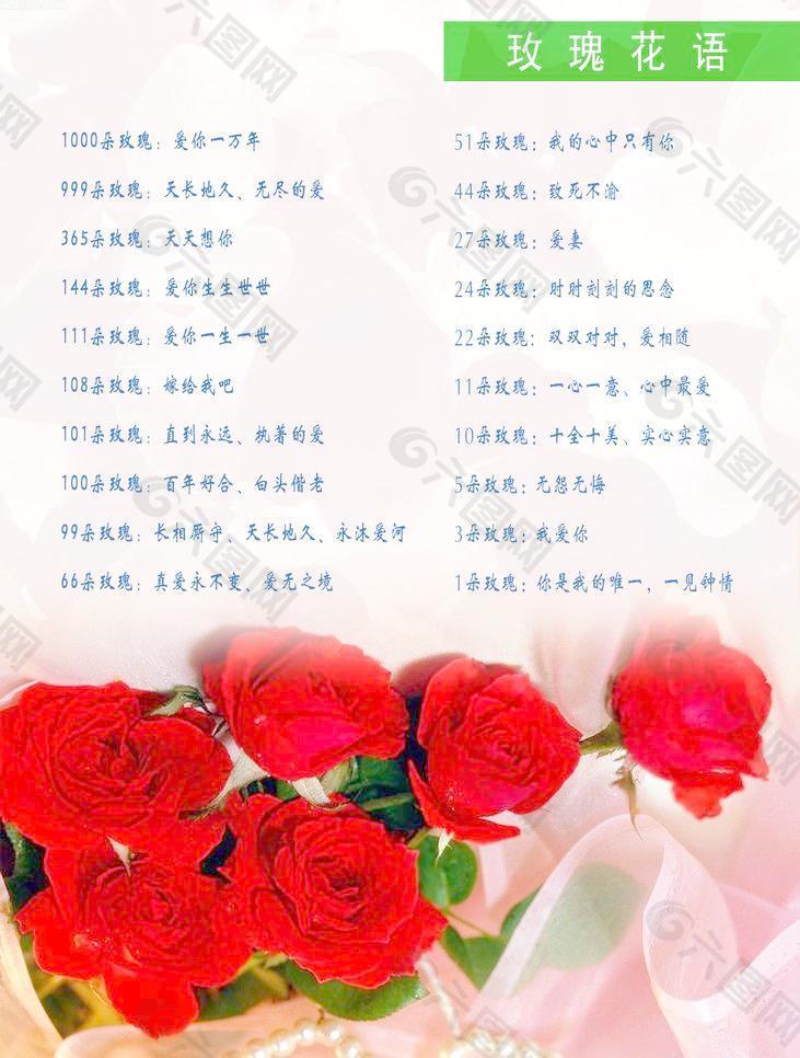 玫瑰花语图片