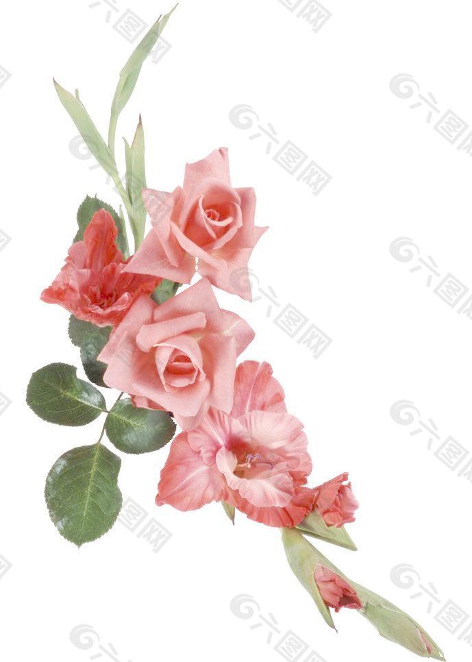 粉红玫瑰剑兰花图片