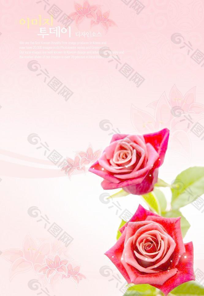 粉红色玫瑰底图图片