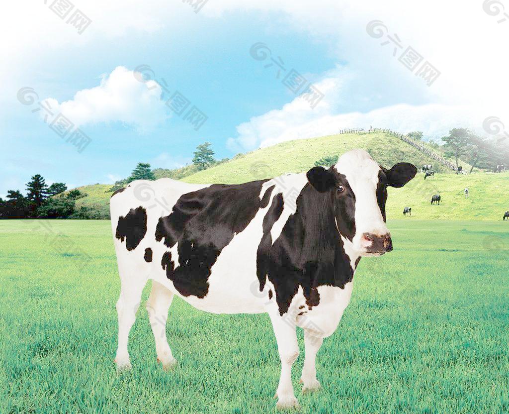 奶牛图片