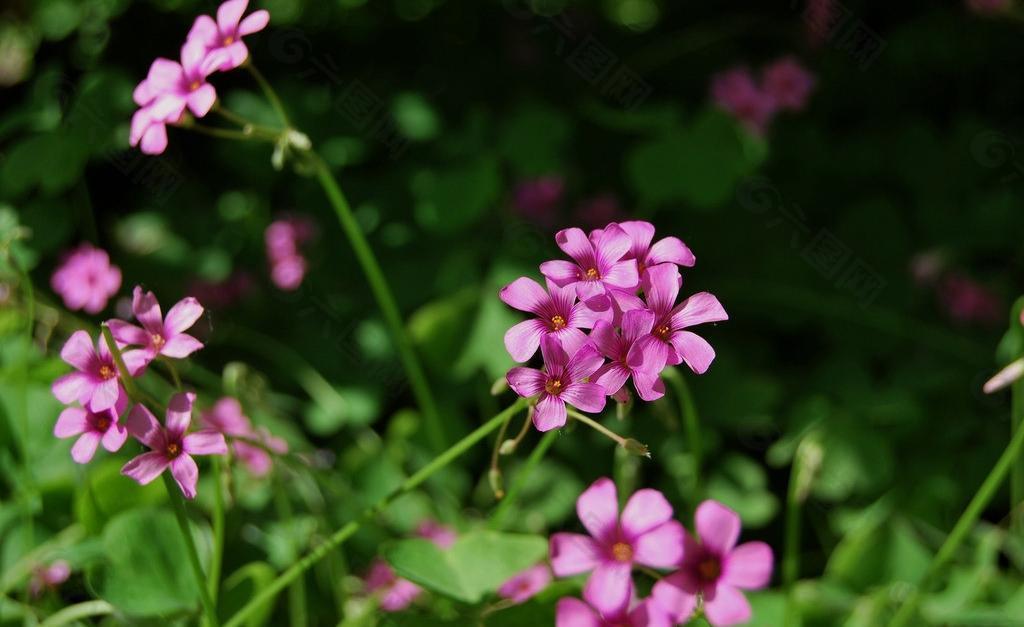 红花酢浆草图片