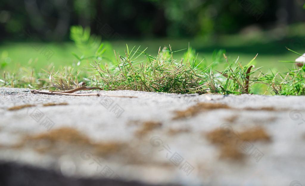 小草圖片