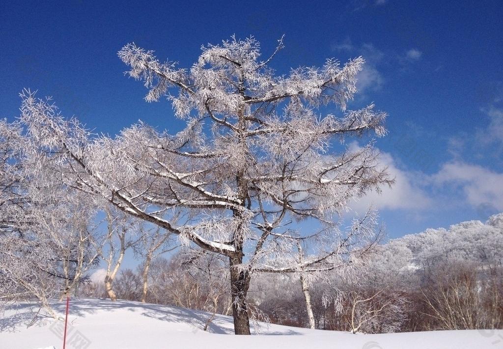 雪树图片