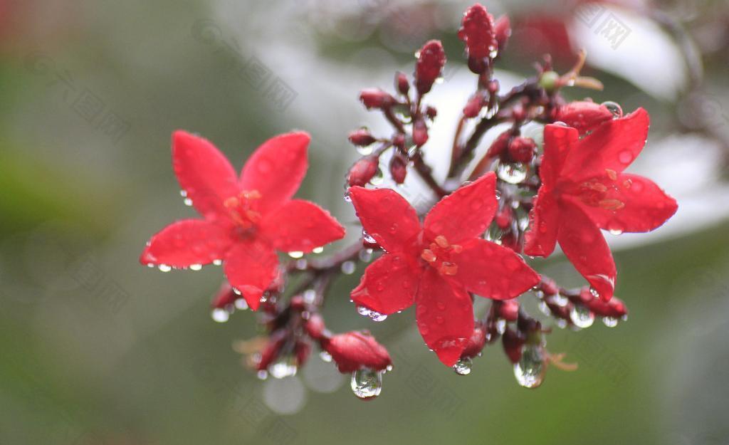 雨中花图片