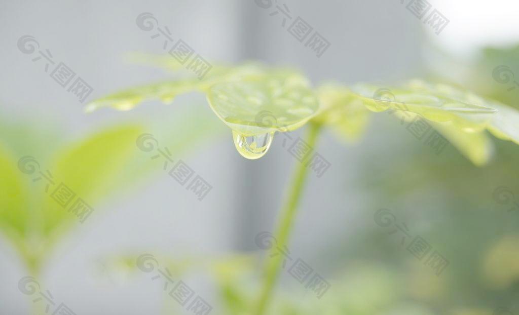 绿叶 水滴图片