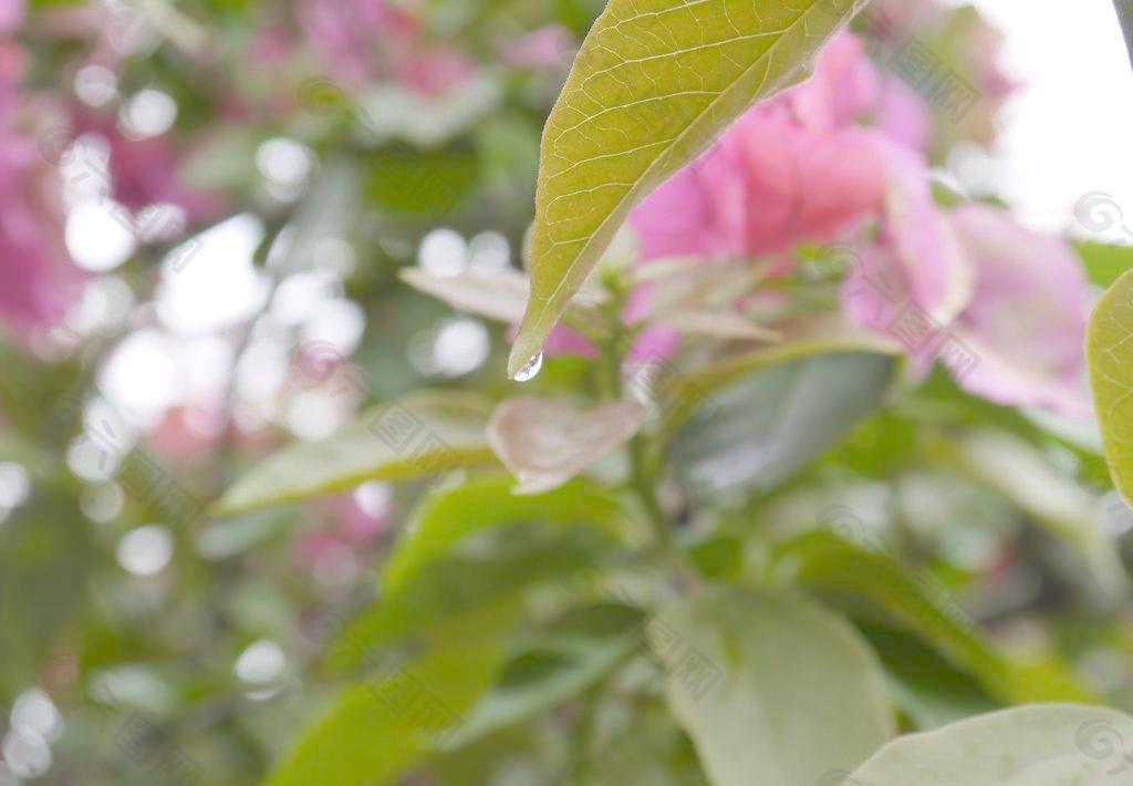 雨后小水滴图片