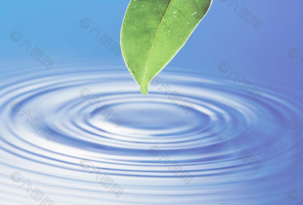 水珠水滴绿叶图片