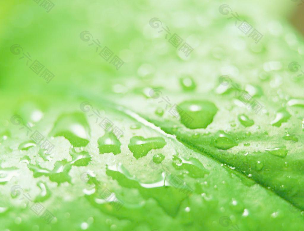 绿叶水珠水滴图片