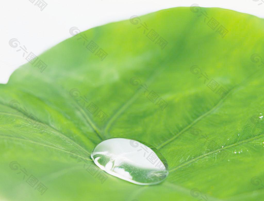 水珠 水滴 绿叶图片
