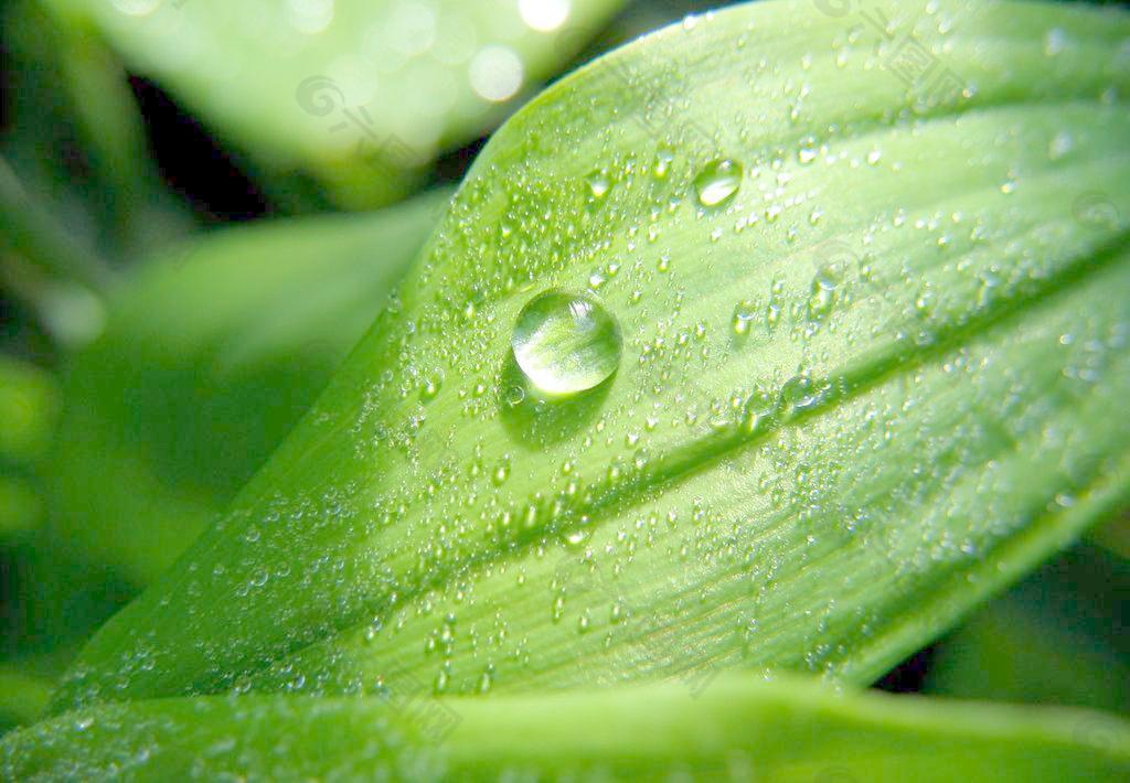 绿叶 水珠 水滴图片