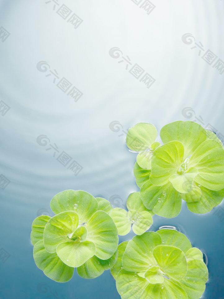绿叶水珠水滴水波图片