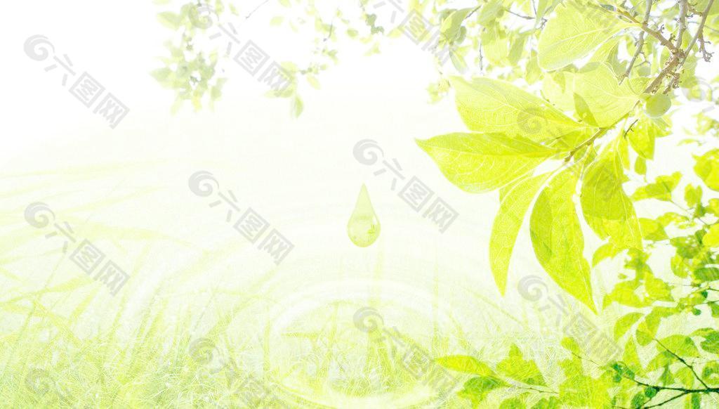 绿色 自然 水滴 树叶 清水图片