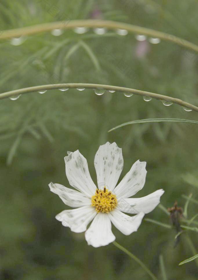 波斯菊图片