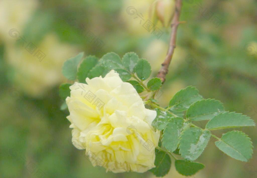 黄色蔷薇图片