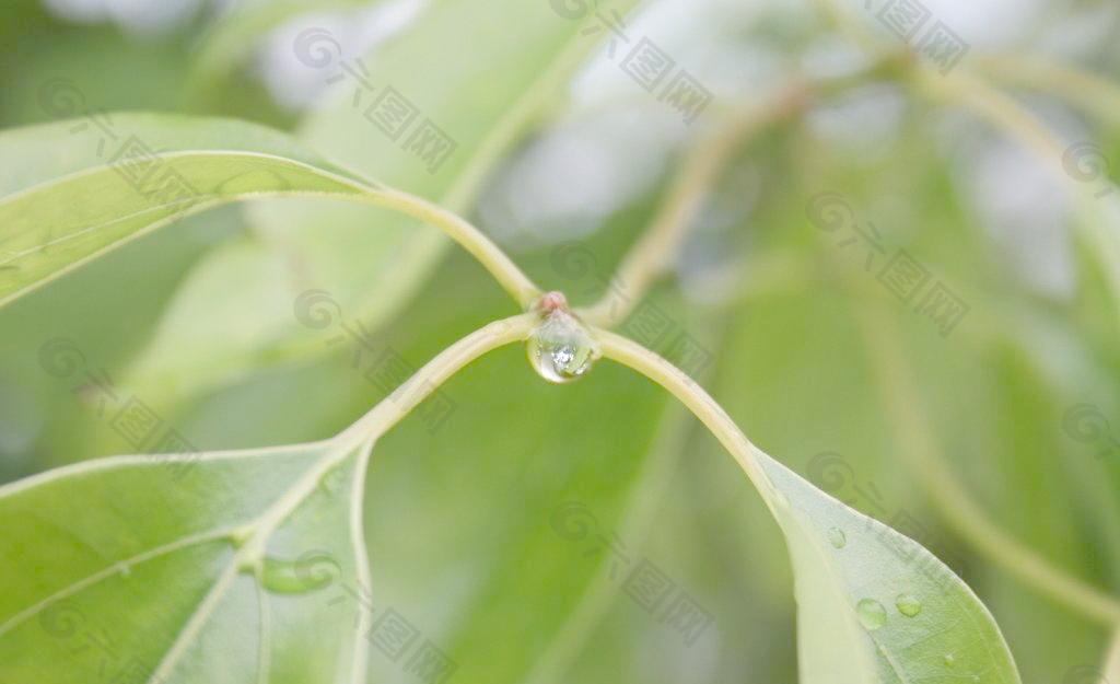 雨后图片