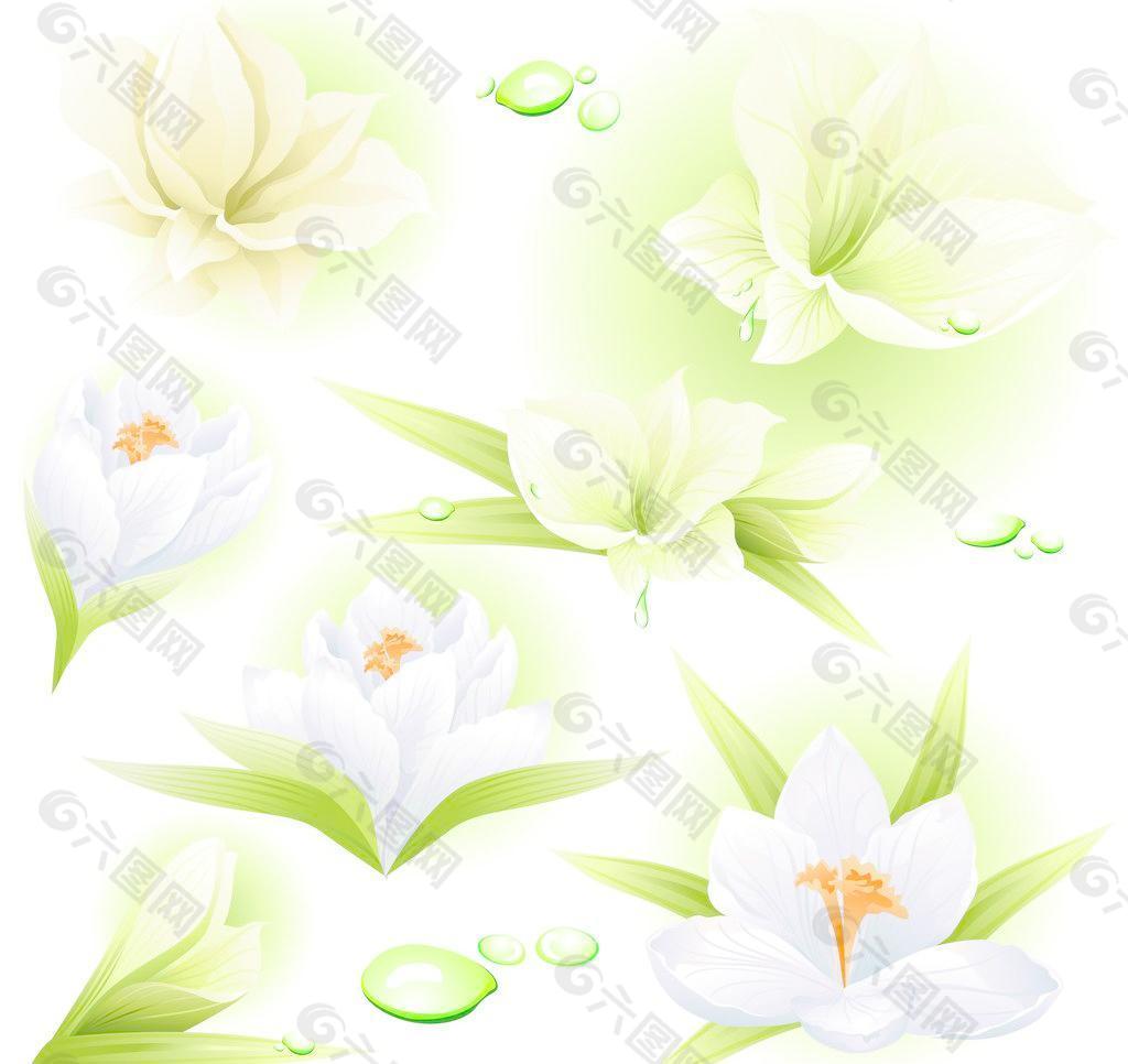 白花（未分层）图片