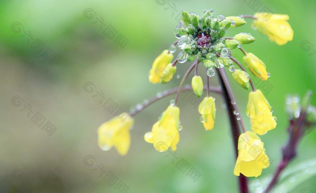 雨后的菜花图片