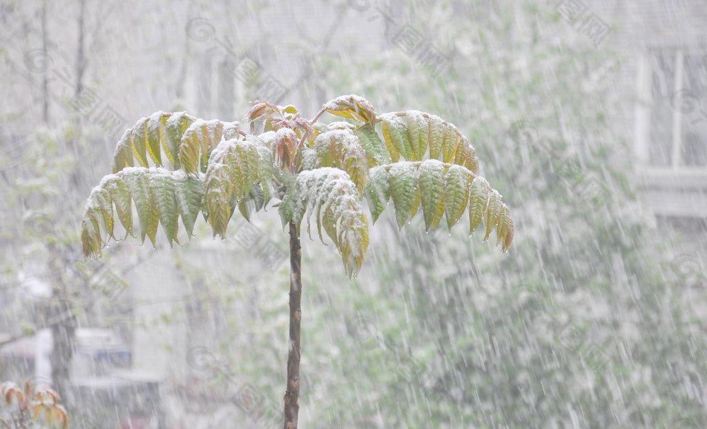 雪景风景 摄影雨中图片