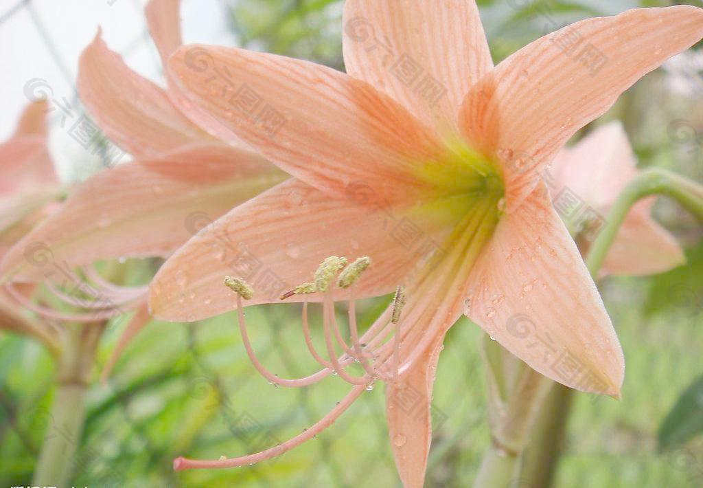 花瓣水珠图片