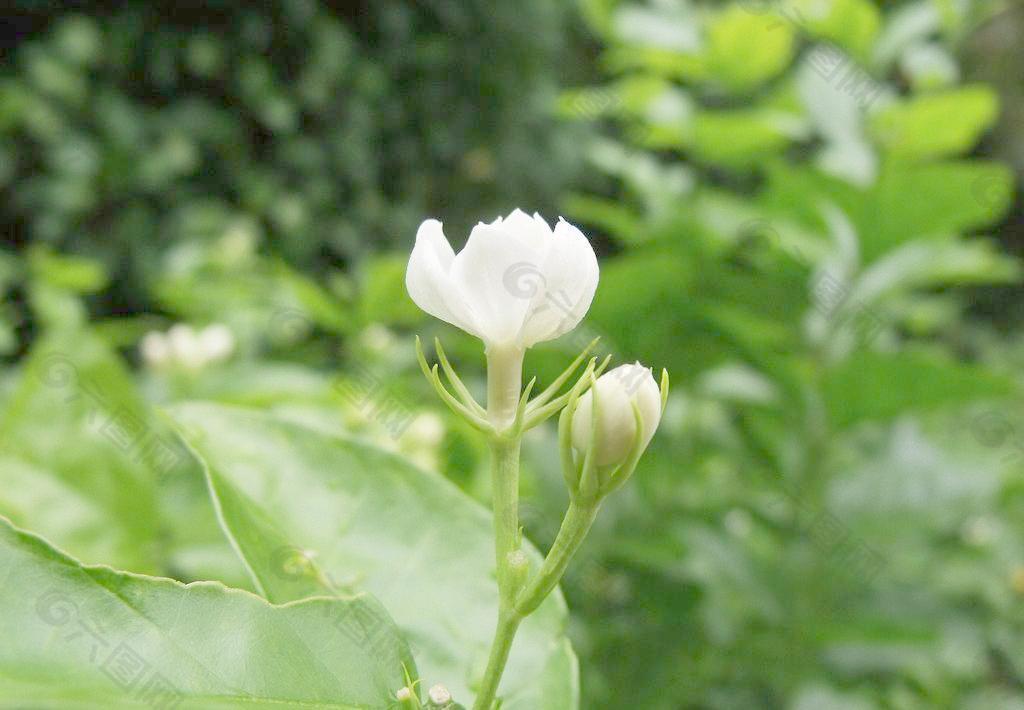 茉莉花图片