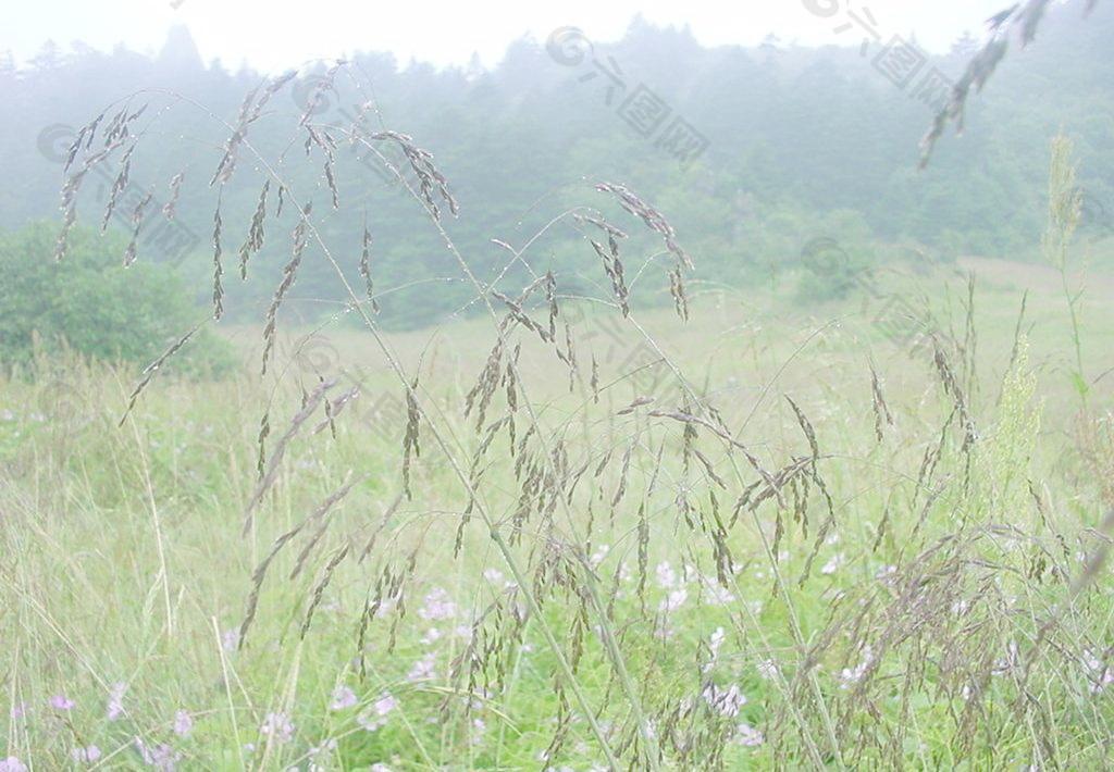 雨中情动图片