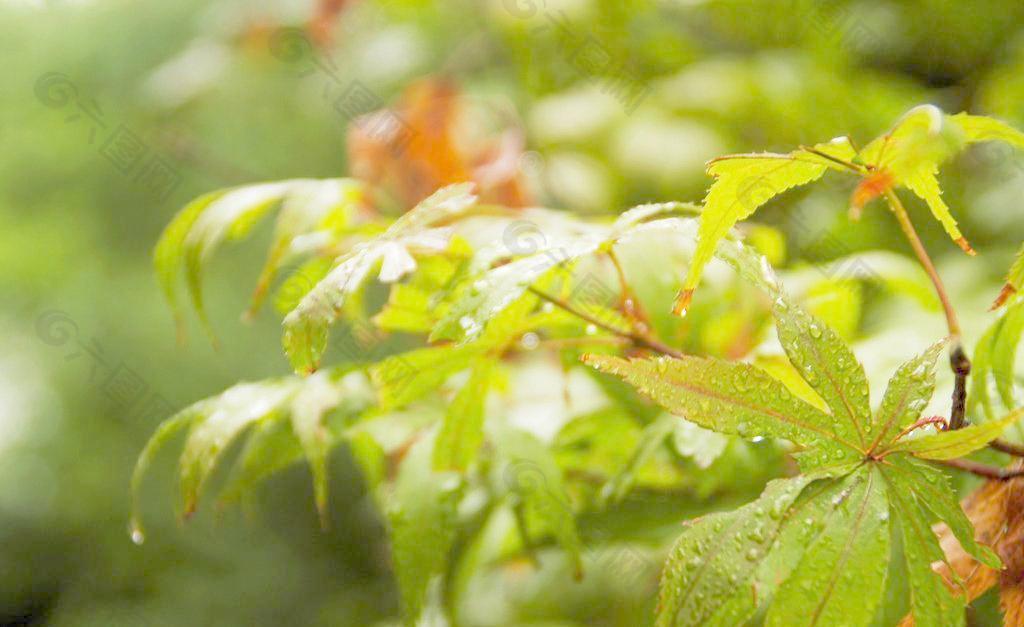 雨后树叶图片