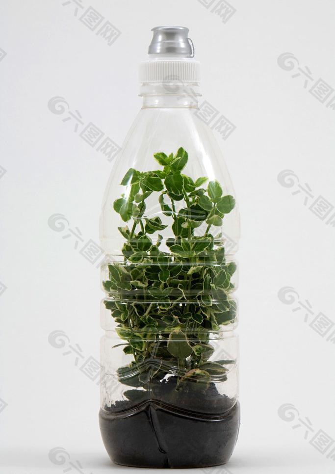 瓶中植物图片