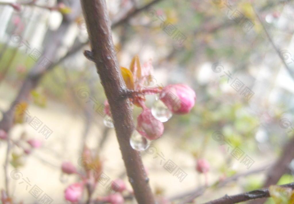 带雨滴含苞待放的梅花图片