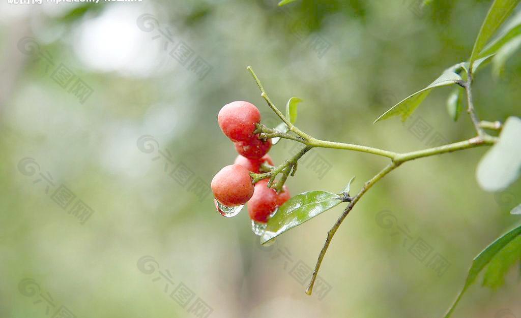 雨後踏青晶瑩剔透图片