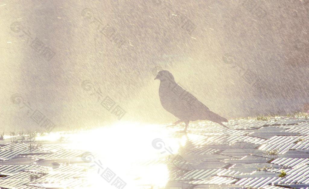 下雨天图片