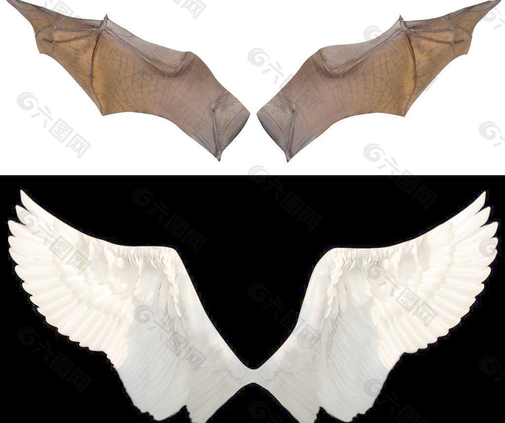 蝙蝠翅膀照片 鸽子翅膀照片 翅膀照片 天使之翼 素材图片