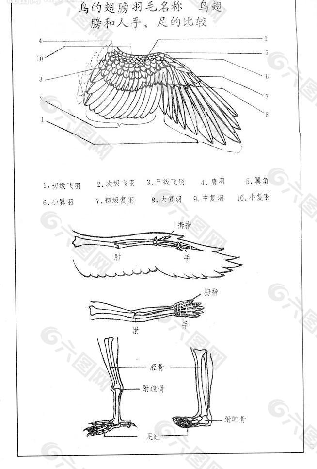 鸟类翅膀羽毛结构图解图片