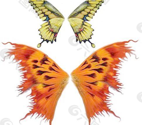 美丽蝴蝶翅膀psd分层模板图片