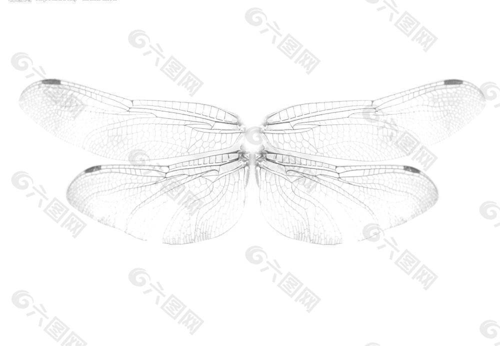 精灵翅膀蜻蜓图片