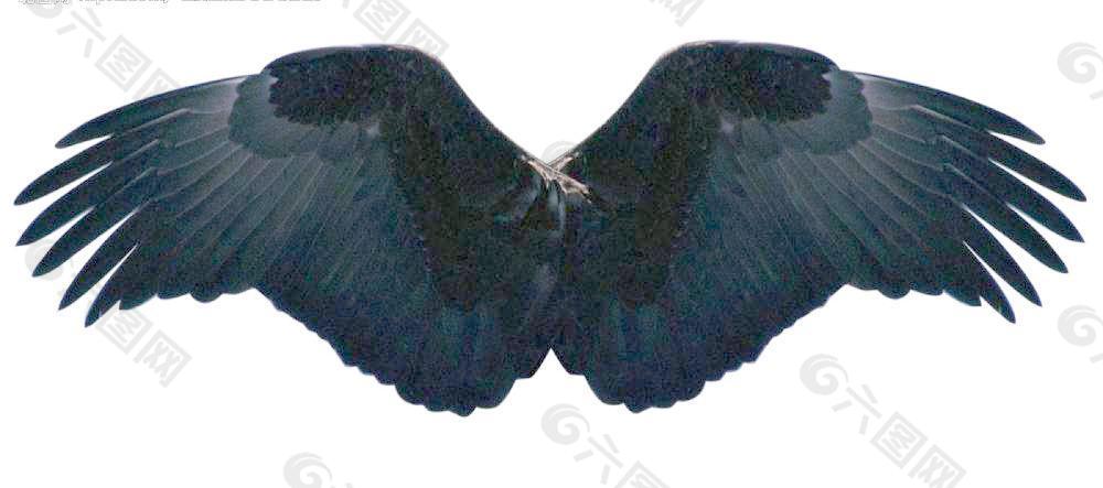 黑色翅膀设计图片
