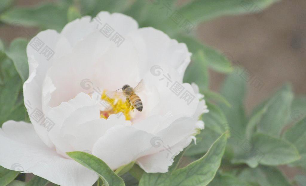 蜜蜂芍药采蜜图片