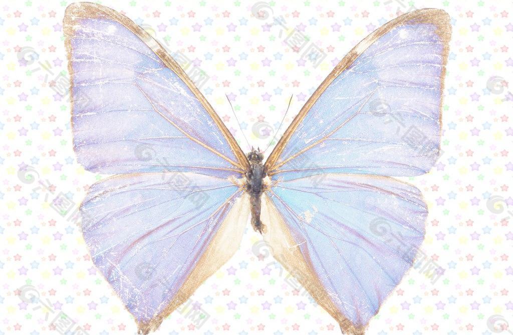 蓝闪蝶图片