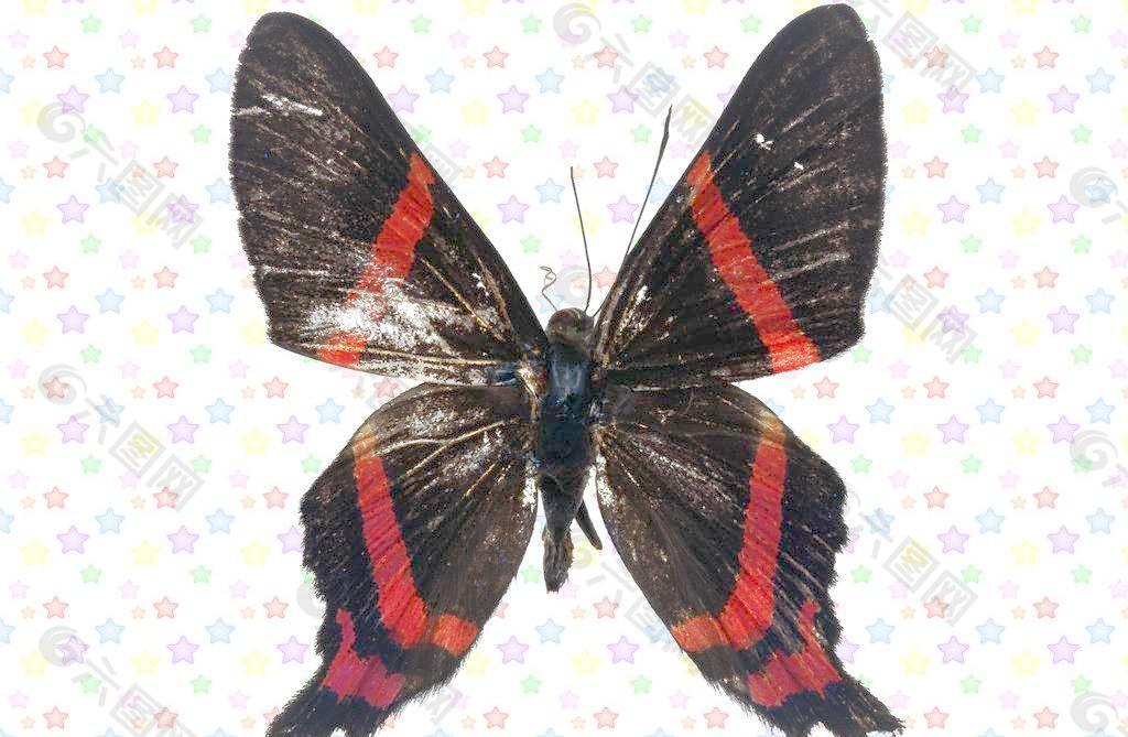 黑色红条纹蝴蝶图片