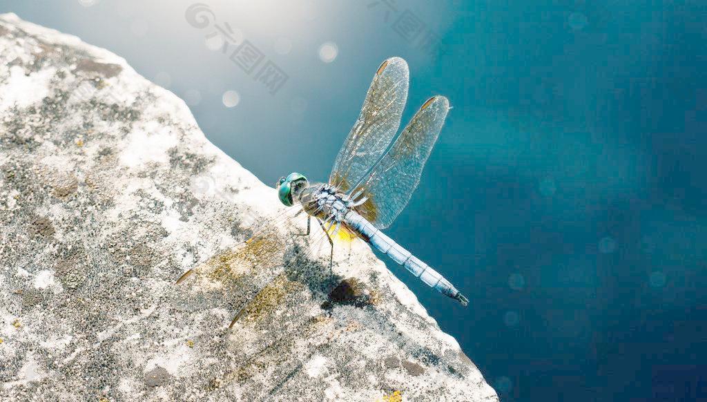 岩壁上的蓝色蜻蜓图片