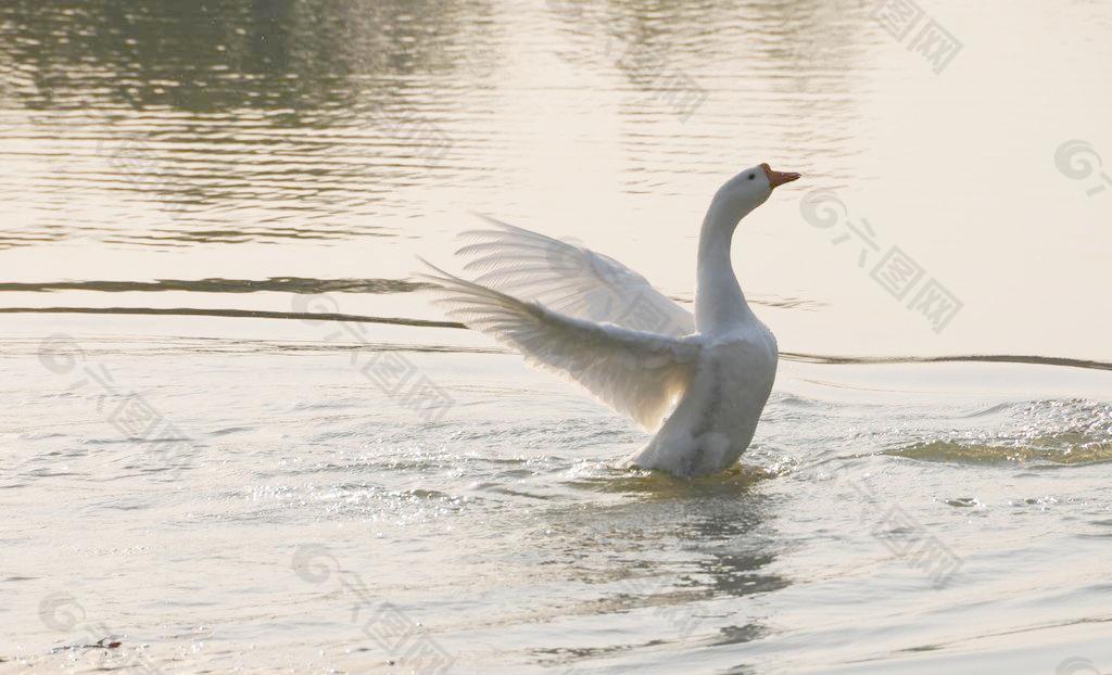 夕阳白鹅图片