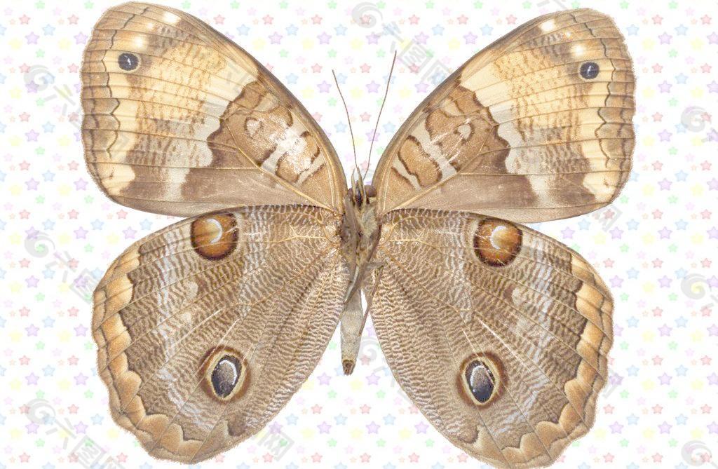 雌孔雀翎图案纹理蝴蝶图片